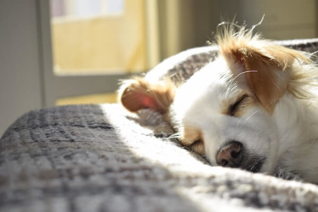 dog sleeping on a bed with the sun shining on him