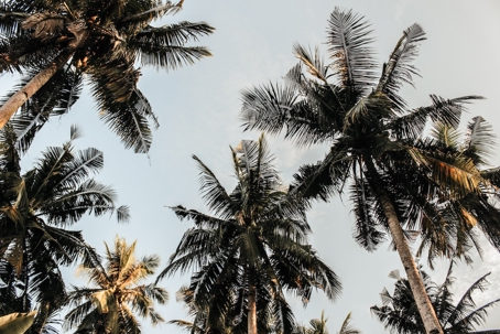 palm trees