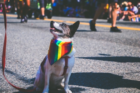 dog with pride collar