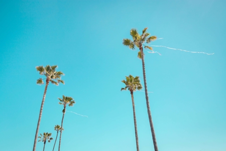 palm trees on blue sky